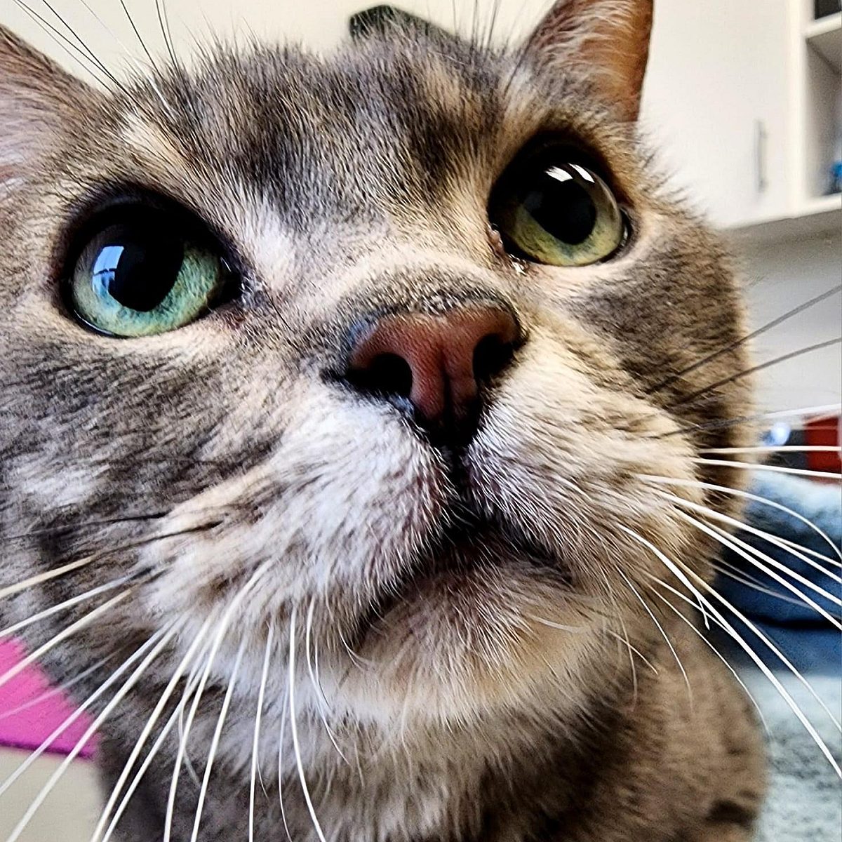 Rambo